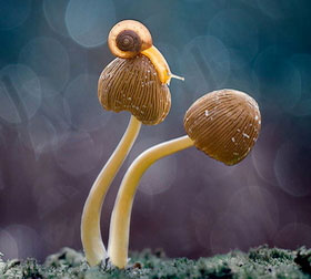 在线DDOS攻击平台